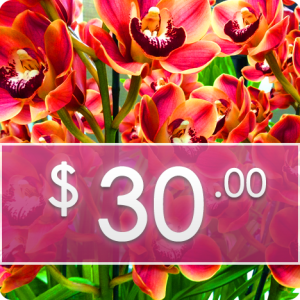 Flower Arrangement Package: $30
