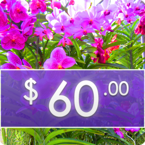 Flower Arrangement Package: $60